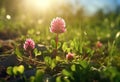 Radiant Pink Clover: A Sunny Field\'s Hidden Treasure