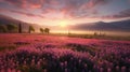 Snapdragon Field In Provence Morning