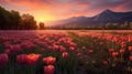 A Serene Morning In Provence\'s Tulip Fields Royalty Free Stock Photo