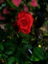Experience the Beauty of Roses