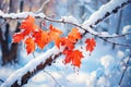 Frosty Foliage: A Stunning Snapshot of a Snow-Covered Maple Branch