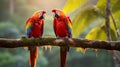 Vibrant Scarlet Macaws Preening Feathers in Tropical Rainforest Royalty Free Stock Photo