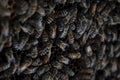 Dark Bee swarm on honeycomb close up. Royalty Free Stock Photo