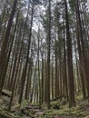 Canadian Forests near Vancouver, BC: Immersive Beauty and Vibrant Landscapes