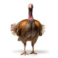 Portrait of a turkey isolated on a white background with shadow.