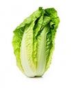 Crisp and Delicate: Fresh Baby Cos Romaine Lettuce in Pristine White Isolation