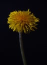 Whispers of Nature: Dandelion Elegance