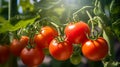 Garden-Fresh Tomatoes on the Vine Royalty Free Stock Photo