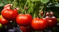 Garden-Fresh Tomatoes on the Vine Royalty Free Stock Photo