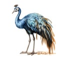 3D rendering of a blue crowned crane isolated on white background.