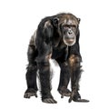 Graceful Chimpanzee Standing Proudly on Clean White Background Royalty Free Stock Photo