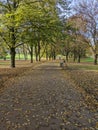 Experience the enchanting beauty of autumn as a path, adorned with a vibrant carpet of fallen leaves.