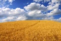 Golden wheat field and blue sky with white clouds. Agricultural landscape. Royalty Free Stock Photo