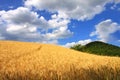 Golden wheat field and blue sky with white clouds. Agricultural landscape. Royalty Free Stock Photo