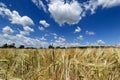 Golden wheat field and blue sky with white clouds. Agricultural landscape. Royalty Free Stock Photo