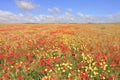 Golden wheat field and blue sky with white clouds. Agricultural landscape. Royalty Free Stock Photo