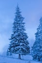 Snow-Covered Forest in Tranquil Fog Pine Tree in Bucovina