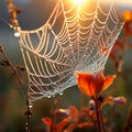 Glittering Water Webs