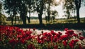 Fresh Morning Light and red flowers clear clean and beautiful flowers and hundered flowers