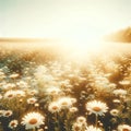 Vast field of daisies illuminated by warm sunlight. Flowers Background