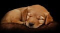 Blissful Slumber: A Serene Portrait of a Sleeping Blond Puppy