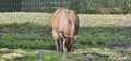 Antelope (antelope) in a zoo and animal park Royalty Free Stock Photo