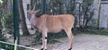 Antelope (antelope) in a zoo and animal park Royalty Free Stock Photo