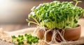 Vibrant fresh microgreens growing with visible intricate roots and tender green leaves Royalty Free Stock Photo