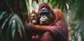 A mother orangutan cradling her baby Royalty Free Stock Photo