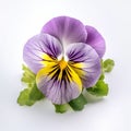 Realistic Pansy Photography On White Table In High Detail