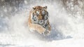Survival in Subzero: The Running Tiger in Winter