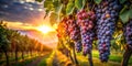 A Captivating Raisin Harvest in a LowLight French Vineyard Stunning Details of Ripened Grapes Transforming into Royalty Free Stock Photo