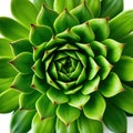 A Stunningly Detailed AIGenerated Image of Concentric Succulent Circles A Botanical Masterpiece for Garden Enthusiasts Royalty Free Stock Photo