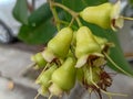 Serene Serendipity: Young Guava Trees Flourishing Along the Roadside