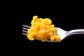 A Taste of Cheesy Bliss: Isolated Macaroni and Cheese on a Fork - Irresistible Temptation