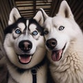 Two husky dogs take a selfie, photo of two huskies