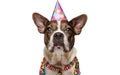 Canine Celebration: Dog in Birthday Party Hat\