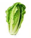 Pure and Vibrant: Fresh Baby Cos Romaine Lettuce Shines Bright on a White Background