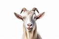 Regal Goat: Elegance in Simplicity on a White Background