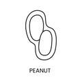 Experience the rich flavor and texture of the Peanut with this minimalistic line vector icon, symbolizing its distinct Royalty Free Stock Photo