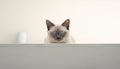 Minimalist Harmony: Siamese Cat in a Tranquil Home Royalty Free Stock Photo