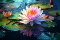 Mesmerizing Water Lily Blossoms: A Serene Desktop View