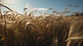 A gentle breeze rustling through a field of wheat undulating in beautiful waves against the blue sky created with Generative AI