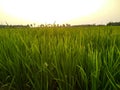 Rice Farming land in countryside