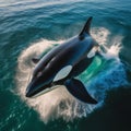 Ocean Symphony: Majestic Orca Leaps, Harmonizing with Aquatic Splendor