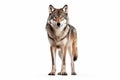 Silent Guardian: Noble Wolf Camouflaged on a White Background