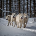 Winter Pack: AI-Generated Arctic Wolves in Snow Royalty Free Stock Photo