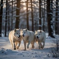 Winter Pack: AI-Generated Arctic Wolves in Snow Royalty Free Stock Photo