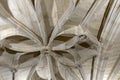 Captivating detail of the Gothic vault in the church of Santa MarÃÂ­a de los Reyes, La Guardia, Vitoria: an unmissable