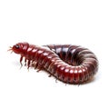Millipede isolated on white background. (millipede)
